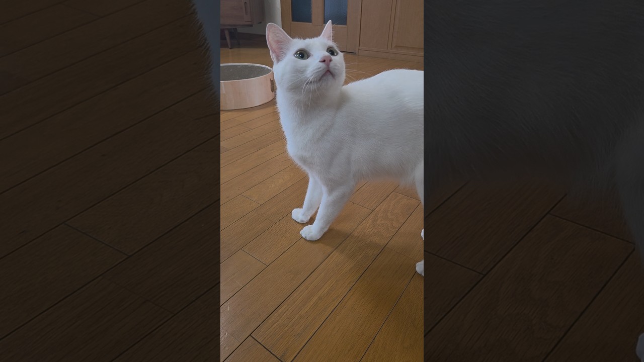 今のシロ。 #保護猫 #猫のいる暮らし #猫