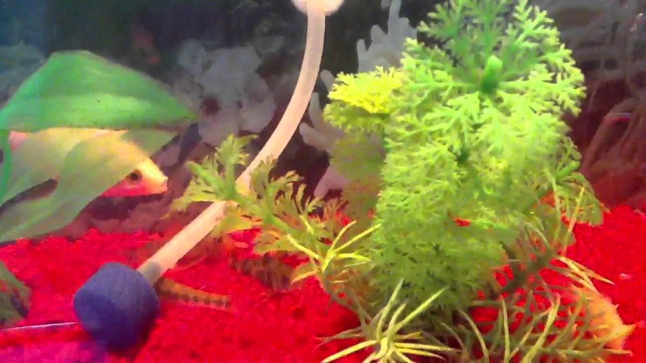 My fish tank YouTube