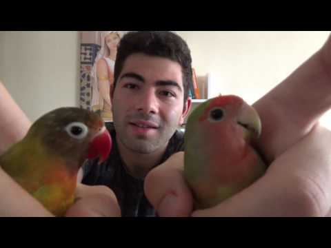 Video: Bir Papağanla Neyin Yanlış Olduğunu Nasıl öğrenebilirim?