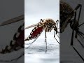 Full HD Closeup view of Mosquito #DreamScreenAI #macro #funny