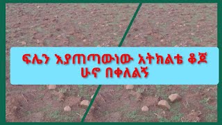 ፍሌን እያጠጣውነው#አትክልቴ ቆጆ ሁኖ በቀለልኝ