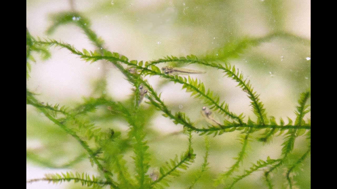 金魚の卵が孵化しました 稚魚の数にビックリ 餌は何を食べるのですかね Memorial Melody メモリアルメロディー Kiraのフォトブログ 楽天ブログ