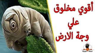 تعرف علي أقوي مخلوق علي وجة الارض || سبحان الله الخالق