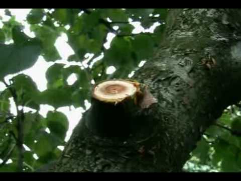 Cięcie drzew i krzewów - Greenmill