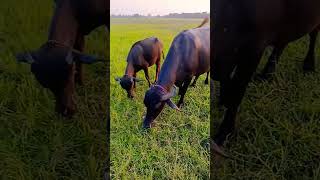 #song #farmingsimulator #farming #jaishreeram #roboticsurgery
