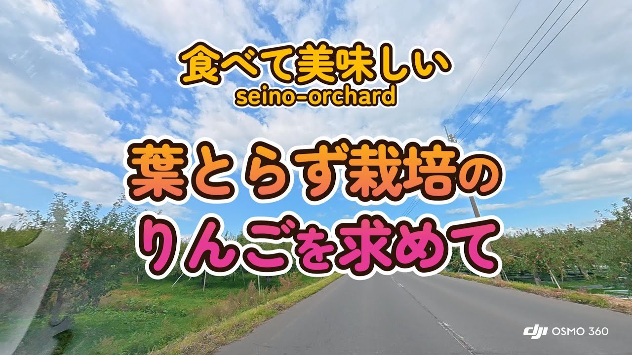 🔰ドローン空撮をお届けします#葉とらず栽培りんご♯ドローン空撮♯せいの農園#青森県#弘前市