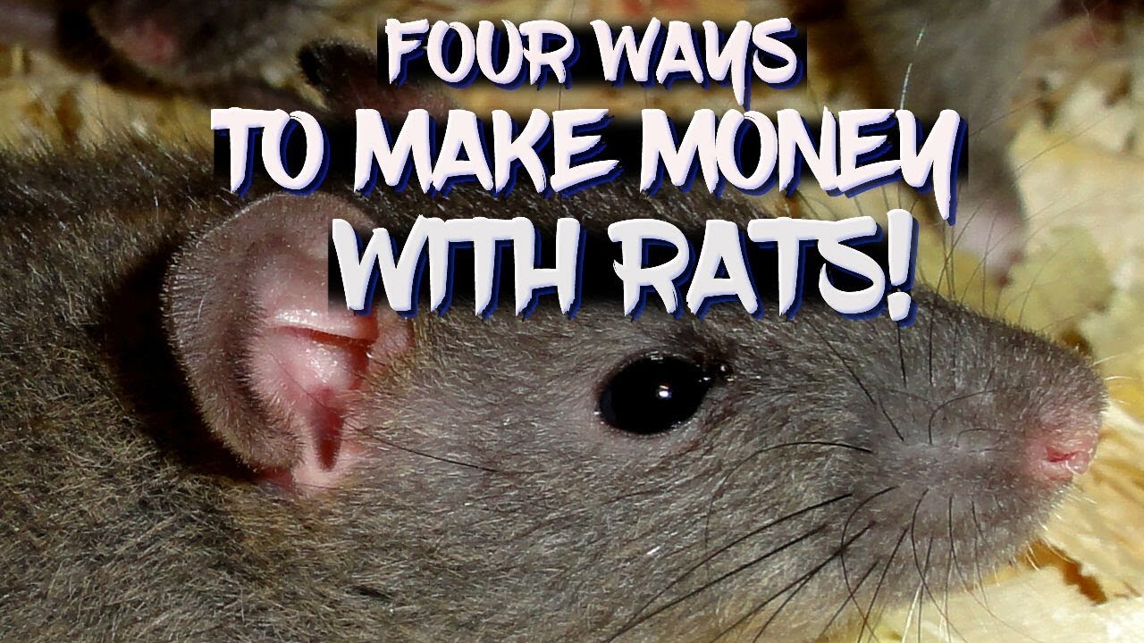 Four ways to make money with rats! YouTube