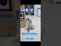 설기입양 프로젝트 2