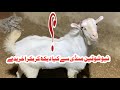     مندی سے بکرا خریدنے کا طریقہ کار