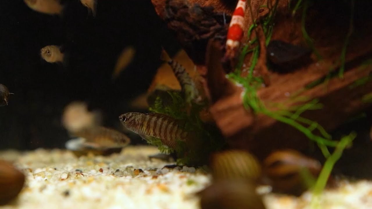 Tiger-Zwergblaubarsch - Dario spec. myanmar