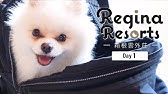 ポメラニアン ハロの食事風景 Youtube ポメラニアン ハロの食事風景 Youtube
