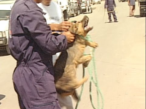 Cacería de perros.  Así de salvaje atrapan a los perros en México