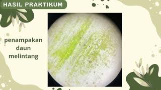 Laporan Praktikum Fisiologi Tumbuhan 'Uji Difusi dan Osmosis pada Jaringan Tumbuhan'