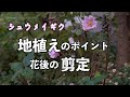 シュウメイギク地植えのポイントと花後の剪定 さあ毎年花を咲かせよう