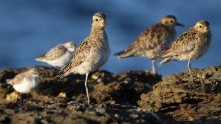 Amazing Migratory Shorebirds – Long Reef Aquatic Reserve