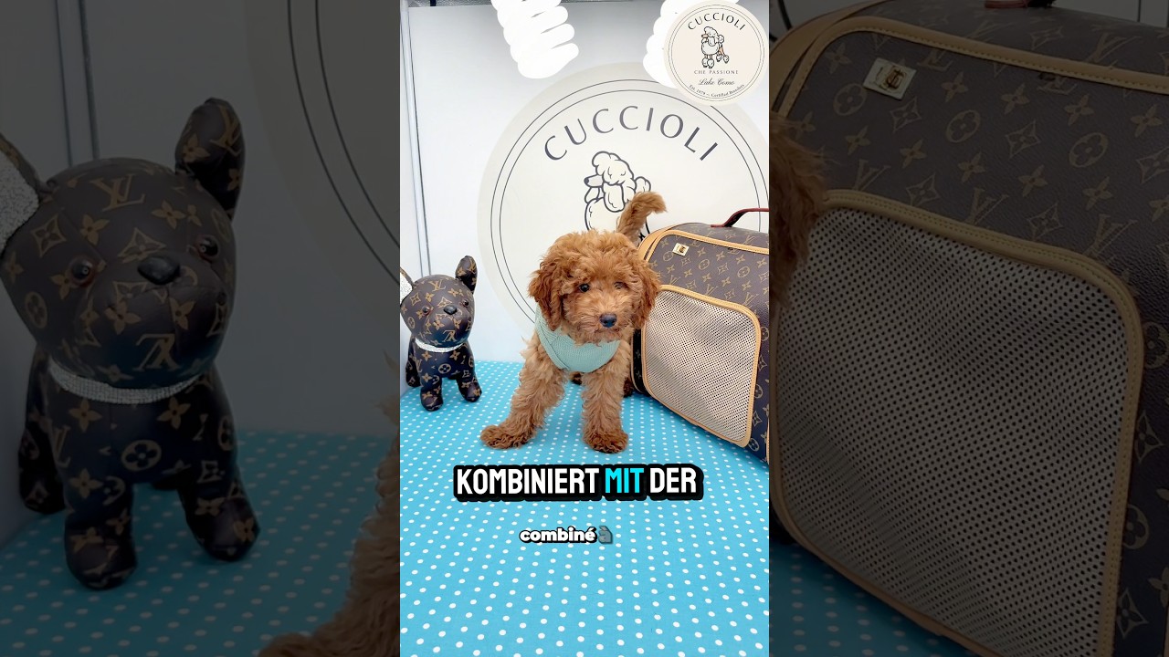 FRIDA – fenotipo prevalente MALTIPOO