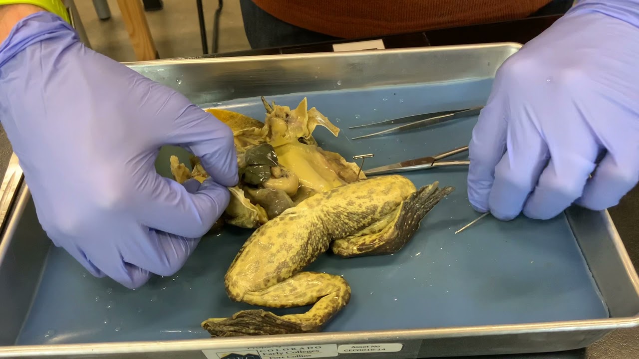 youtube frog dissection youtube frog dissection