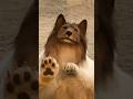この犬が普通じゃないことに気が付けました? #shorts