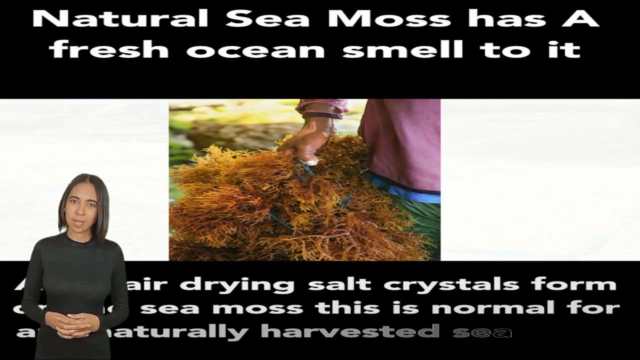 pro tips on how to store your Irish seamoss and seamoss gel