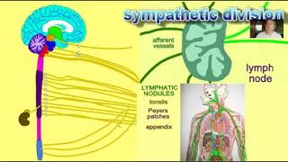 URINARY SYSTEM PHYSIOLOGY