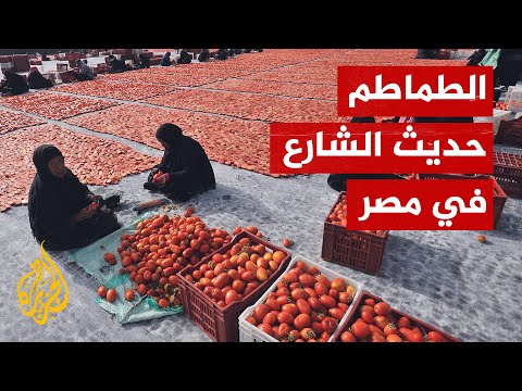 فيديو: هل الطماطم المجففة في الشمس نيئة؟