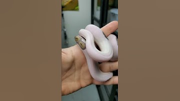 The Best Pieds In The World?!?!