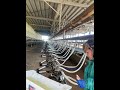 Routine in dairy plant Hygiene