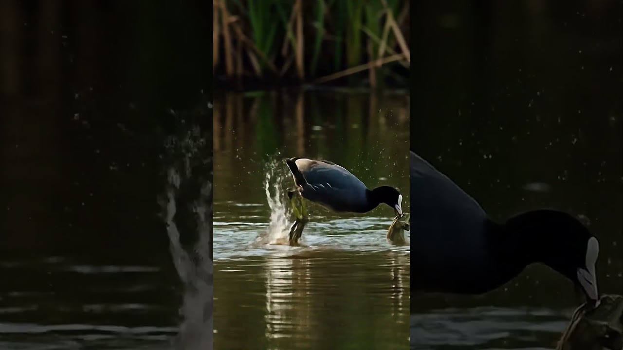 Heroic Coot Mom Battles Bullfrog: Thrilling Marsh Showdown!