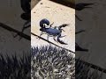 تعشى القنفذ في العقرب تعشى القنفذ في العقرب