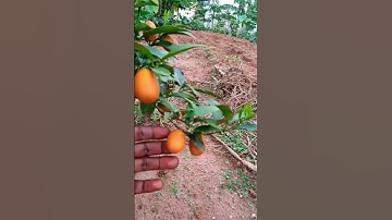 Dwarf Kumquat tree with fruits