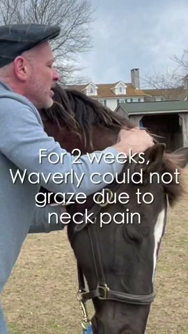 HORSE IN PAIN 😱 CAN'T LOWER HEAD! 🐴  Animal Chiropractor