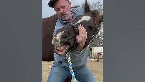 HORSE IN PAIN 😱 CAN'T LOWER HEAD! 🐴  Animal Chiropractor