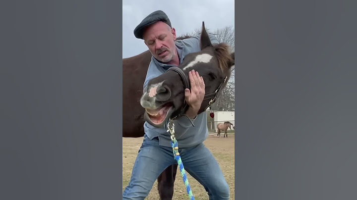 HORSE IN PAIN 😱 CAN'T LOWER HEAD! 🐴  Animal Chiropractor