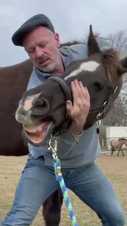 HORSE IN PAIN 😱 CAN'T LOWER HEAD! 🐴  Animal Chiropractor