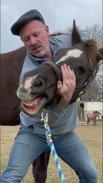 HORSE IN PAIN 😱 CAN'T LOWER HEAD! 🐴  Animal Chiropractor