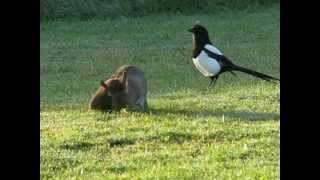 STOAT AND RABBIT, PONTEFRACT PARK.