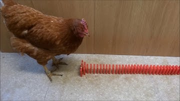 Random Screenlink 2 - Twig contest entry