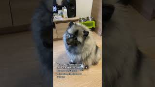 История грустной собаки.. #viral #рекомендации #youtubeshorts #tiktok #funny #funnypets #shorts #dog