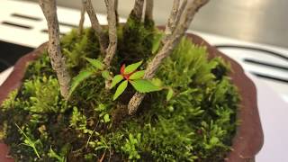 Rhus Bonsai Accent 360 Video - September 2018