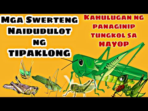 Video: Paano Naiiba Ang Isang Tipaklong Mula Sa Isang Balang