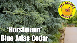 2025 Oklahoma Proven Tree: 'Horstmann' Blue Atlas Cedar