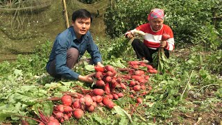 ( Full video) Process of growing red radish until harvesting and selling. Green forest life