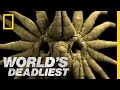 Is This the World's Weirdest-Looking Killer? | World's Deadliest