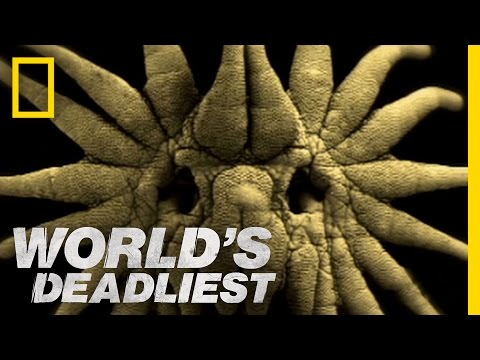 Is This the World's Weirdest-Looking Killer? | World's Deadliest