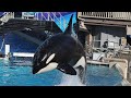 Killer Whales Up Close (Full Show) at SeaWorld San Diego 12/12/15