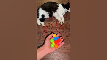 🐱 Cat Tommy Beads 🌈✨️ Reverse Video #cat #reverse #asmr #shorts #funny