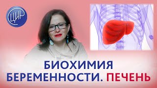 Биохимия беременности. Часть 2. Печень. Анонс лекции для врачей. Печёрина Е.Ю.