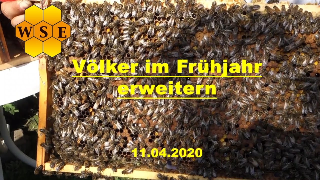 Völker im Frühjahr erweitern