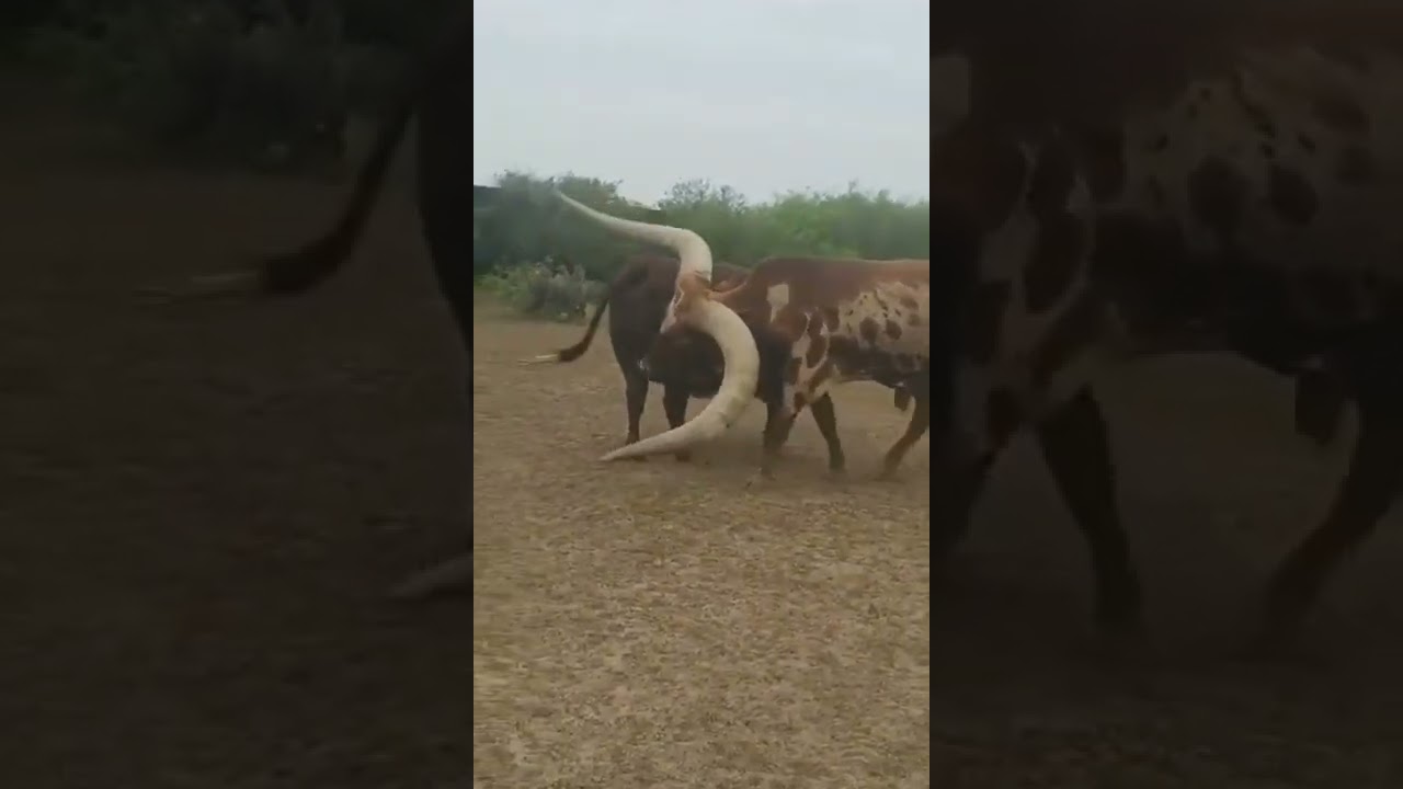 bada sand short video Bell🐂 