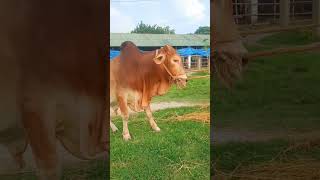 Beautiful hasha bull ll Sold out & going to new home Qurbani  2024